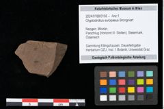 Foto (Objekt + Etikett) von Glyptostrobus europaeus Brongniart (NHMW-GEO-2024-0188-0156)